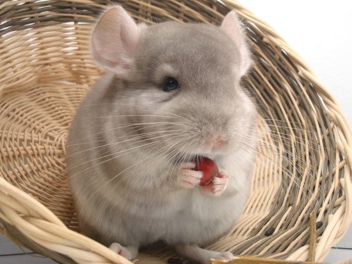 Can Chinchillas Eat Strawberries