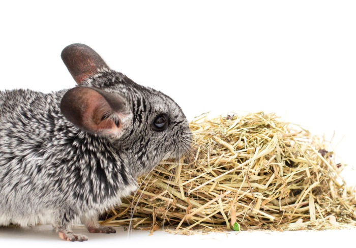 How Chinchilla is Different from Hedgehog