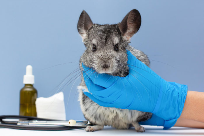 Prevent Bumblefoot in Chinchillas