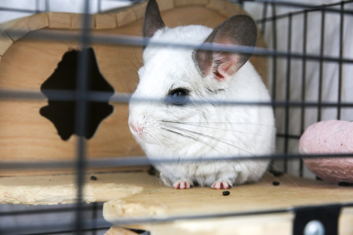 how to clean chinchillas