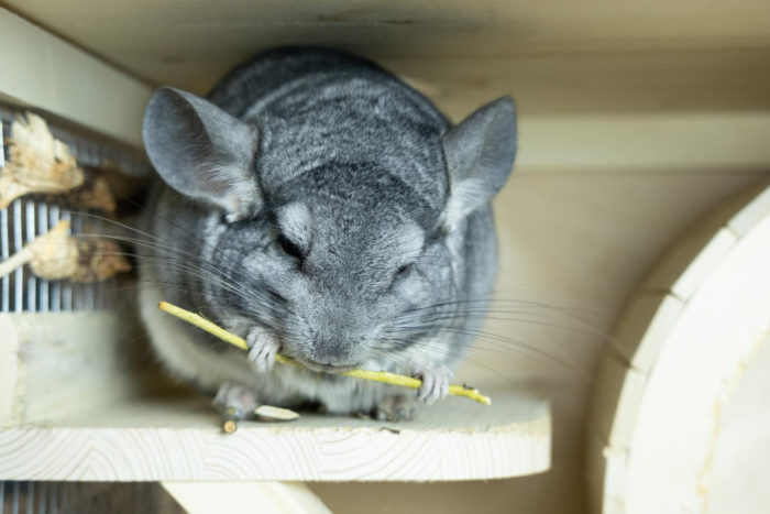 How to tell the age of chinchillas