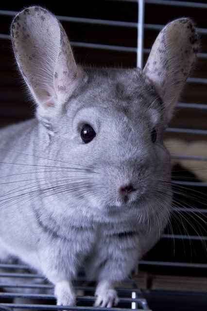 do chinchillas need bedding in their cages