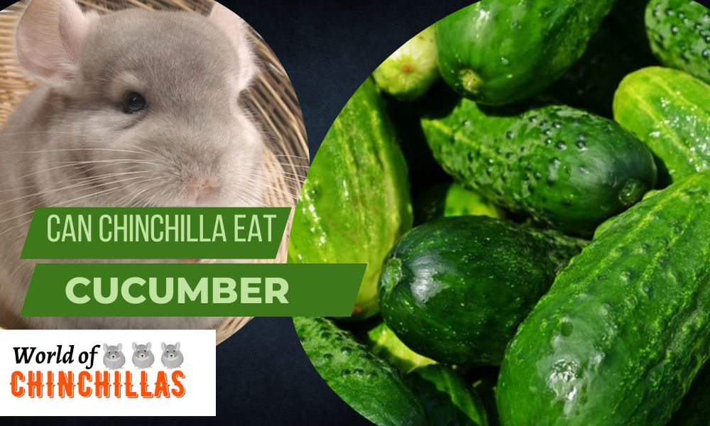 can chinchillas eat cucumber