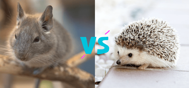 Chinchilla vs. Hedgehog