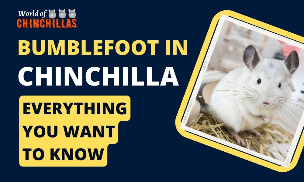 bumblefoot in chinchillas