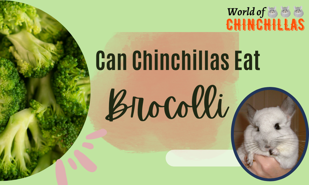 can chinchillas eat broccoli
