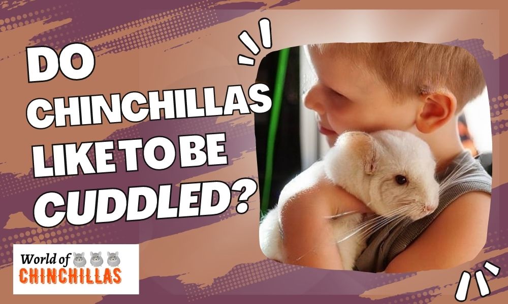 Do Chinchillas Like to Be Held and Cuddled?