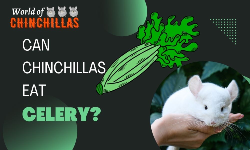 can chinchilla eat celery