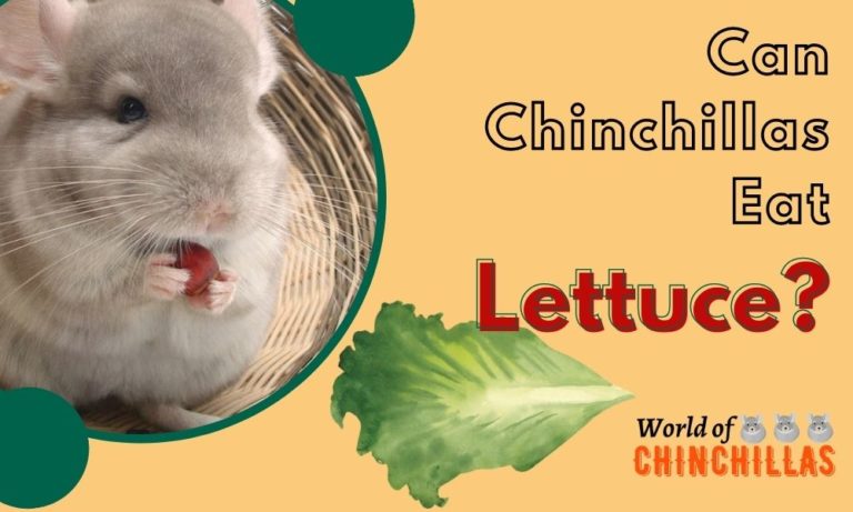 lettuce for chinchilla