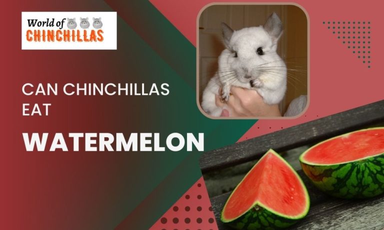 can chinchilla eat watermelon
