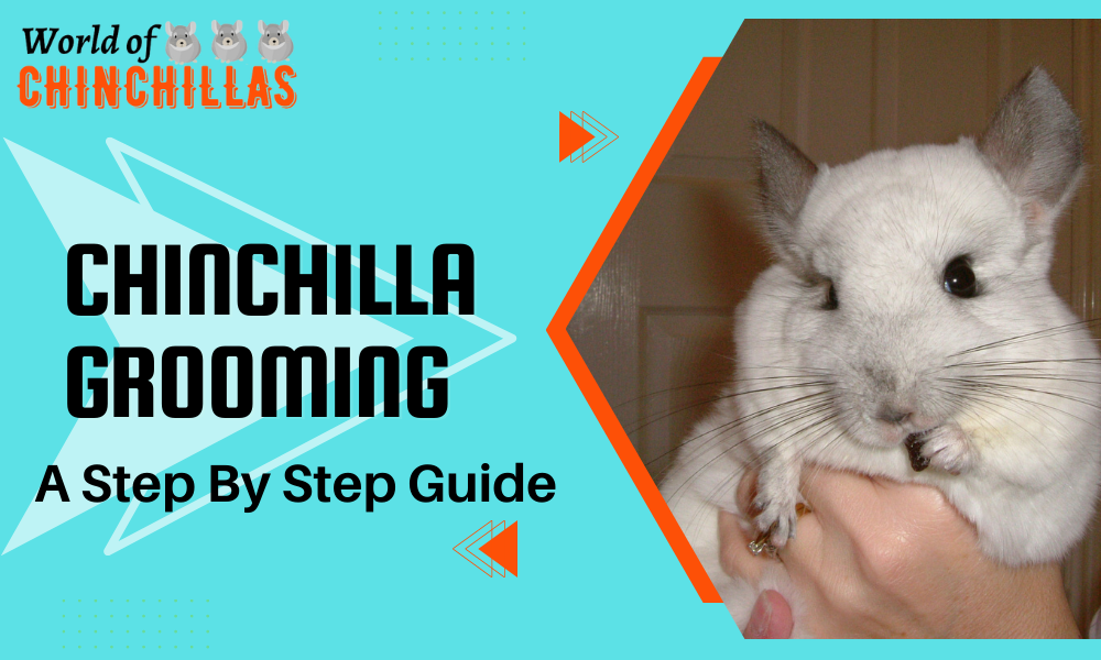 chinchilla grooming
