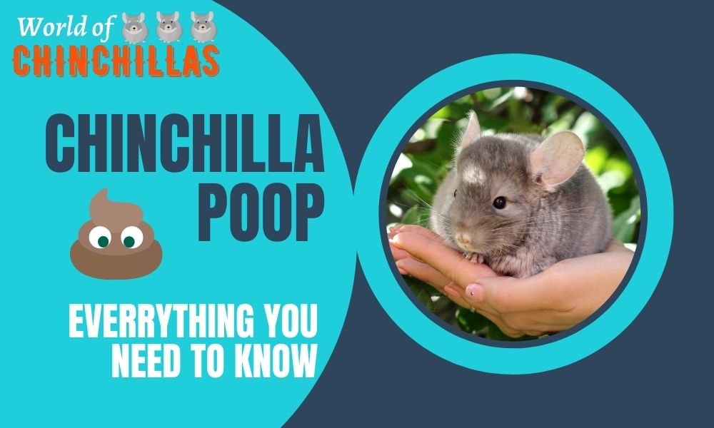 Chinchilla Poop