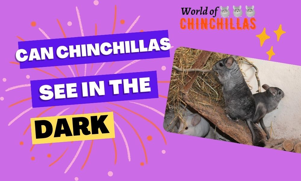Can Chinchillas See in the Dark