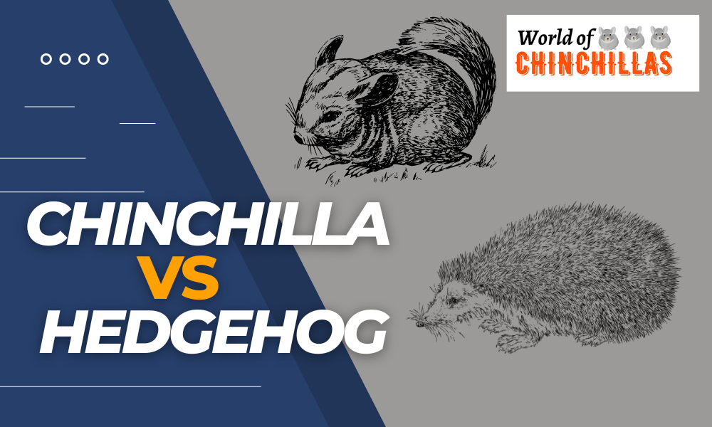 chinchilla vs hedgehog
