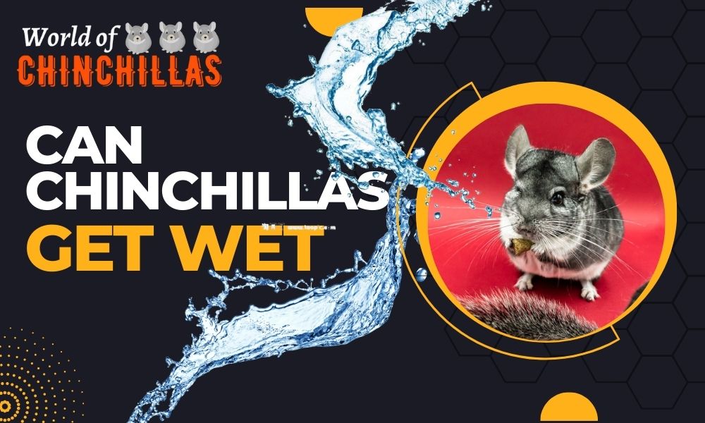 can chinchillas get wet