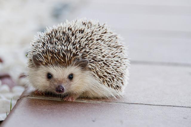 hedgehog vs chinchilla 