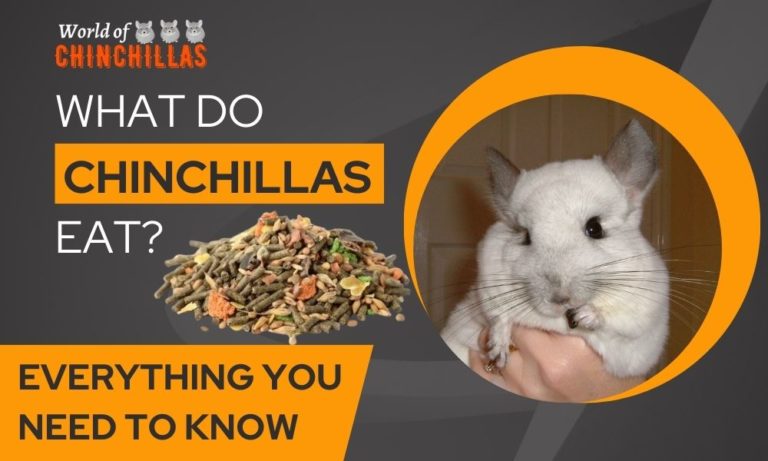 chinchillas diet