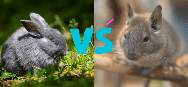 Chinchillas vs Rabbit