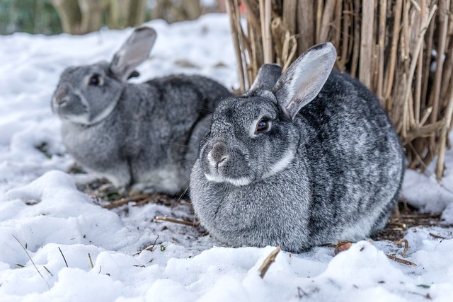 differences between chinchillas & rabbits