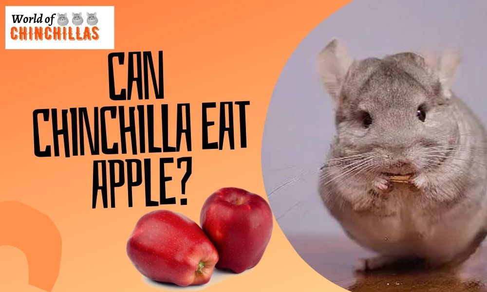 can chinchillas eat apple