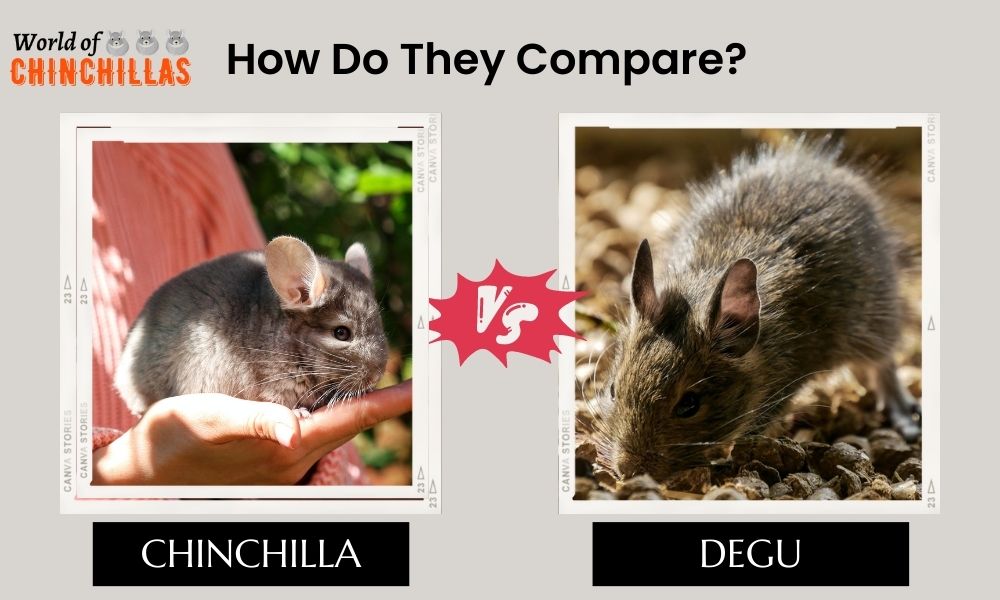 Chinchilla vs Degu