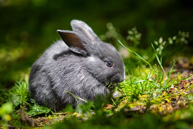 how rabbits compare to chinchillas