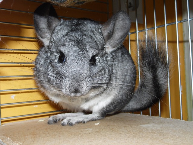 The Long-Tailed Chinchilla