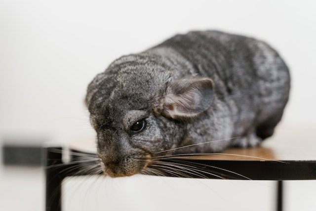 differences between chinchilla and ferret 
