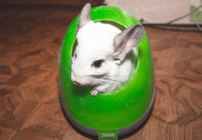 Things to Consider While Traveling with Chinchillas