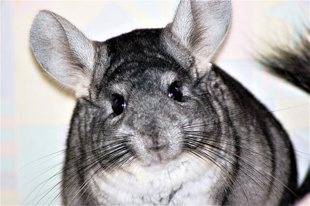 Choosing the Best Bedding for Your Chinchilla