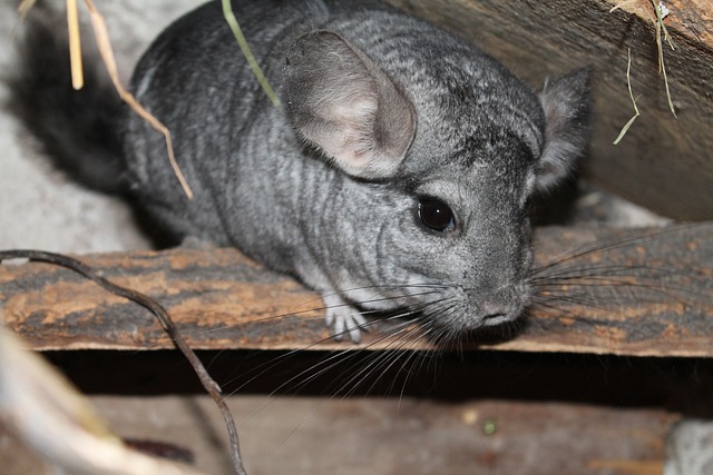 How to Take Care of a Baby Chinchilla
