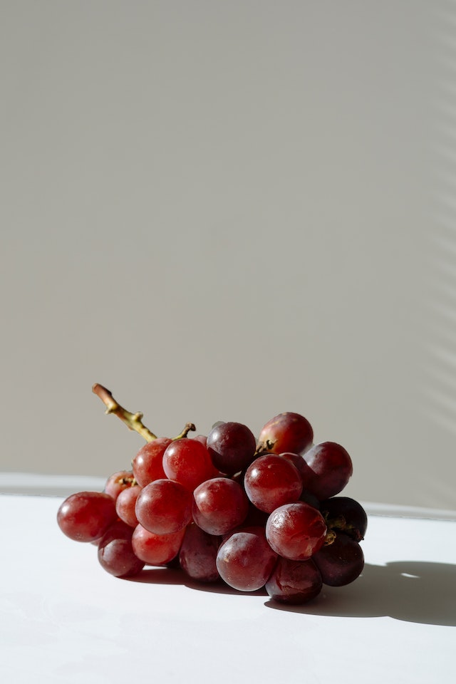 chinchilla eatinng grapes