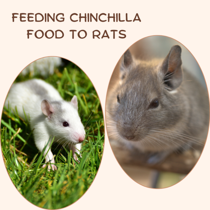 Feeding Chinchilla Food To Rats
