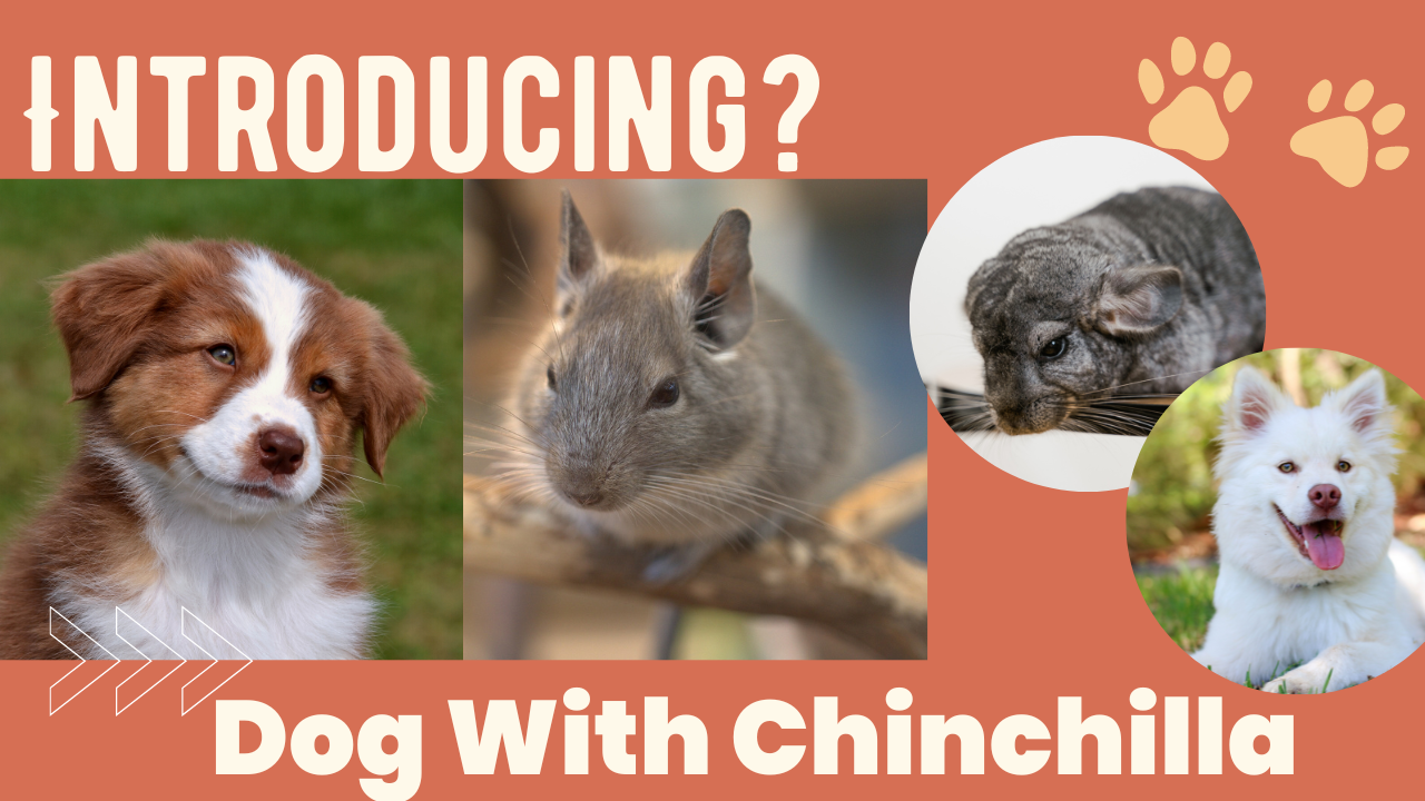 Smoothly Introducing Your Dogs With Chinchilla
