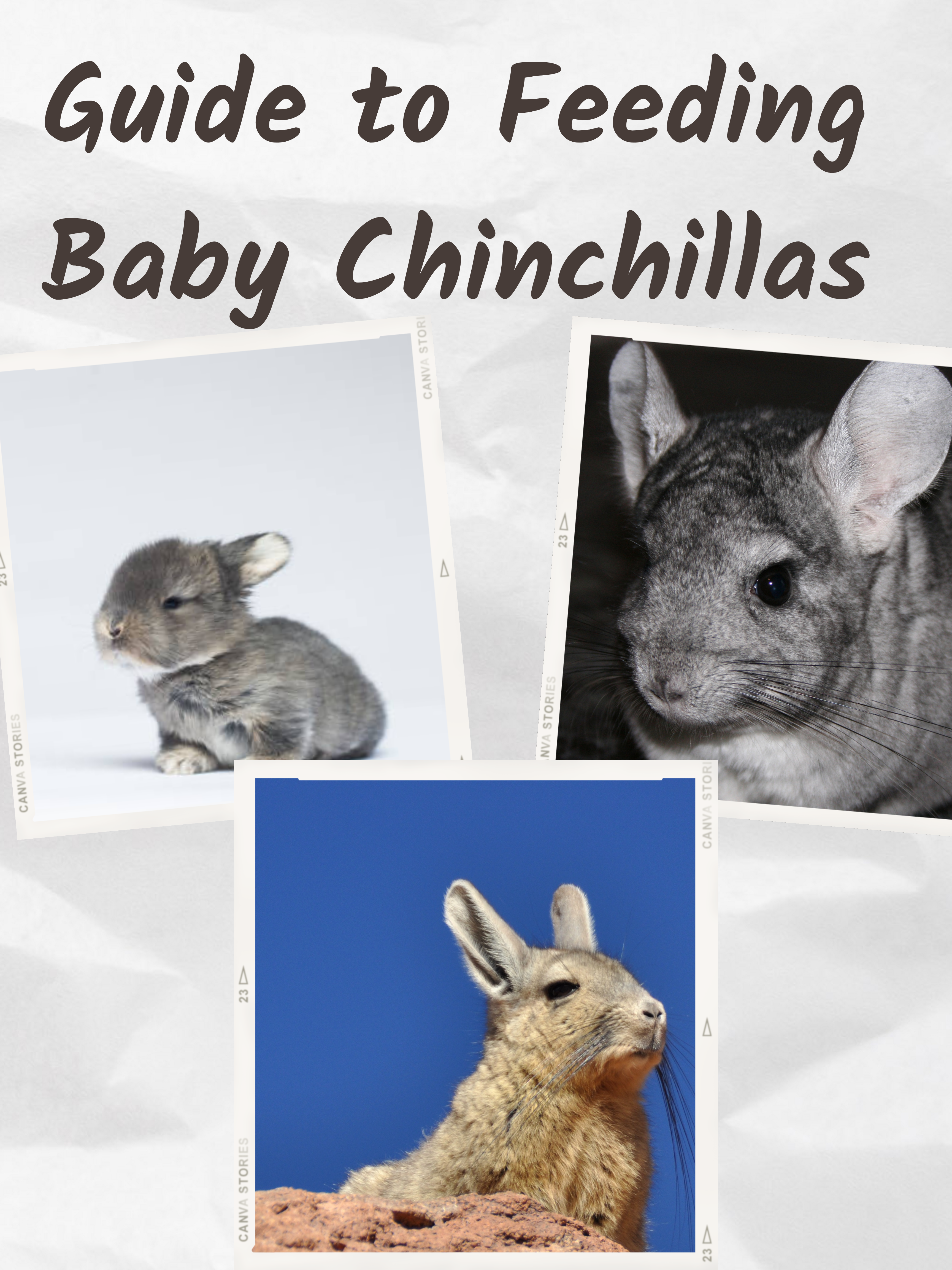 Guide to Feeding Baby Chinchillas