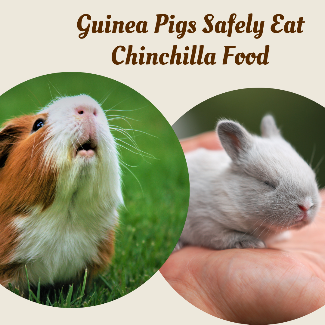 Can Guinea Pigs Safely Eat Chinchilla Food?