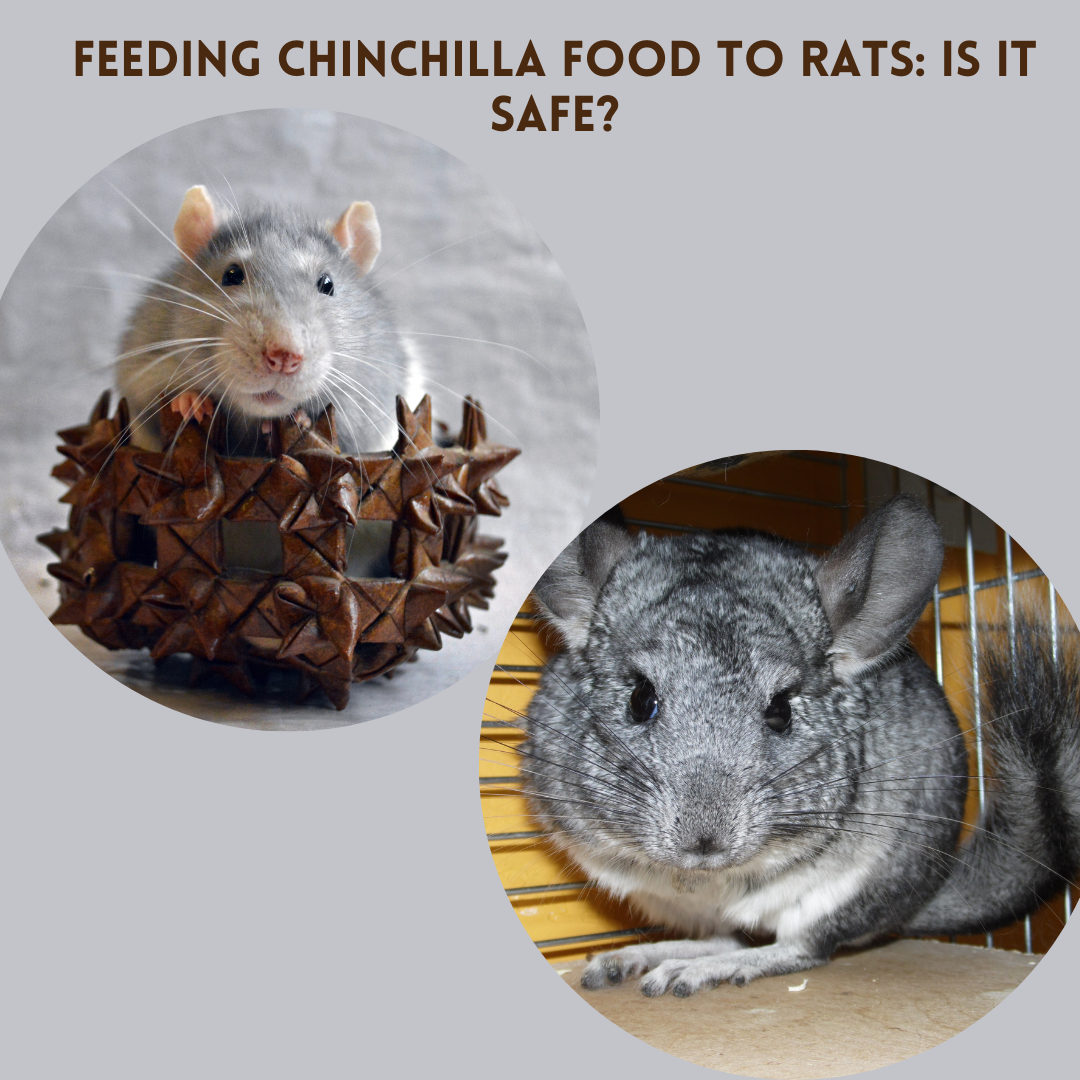 the Pros and Cons of Feeding Chinchilla Food To Rats: Is it Safe?