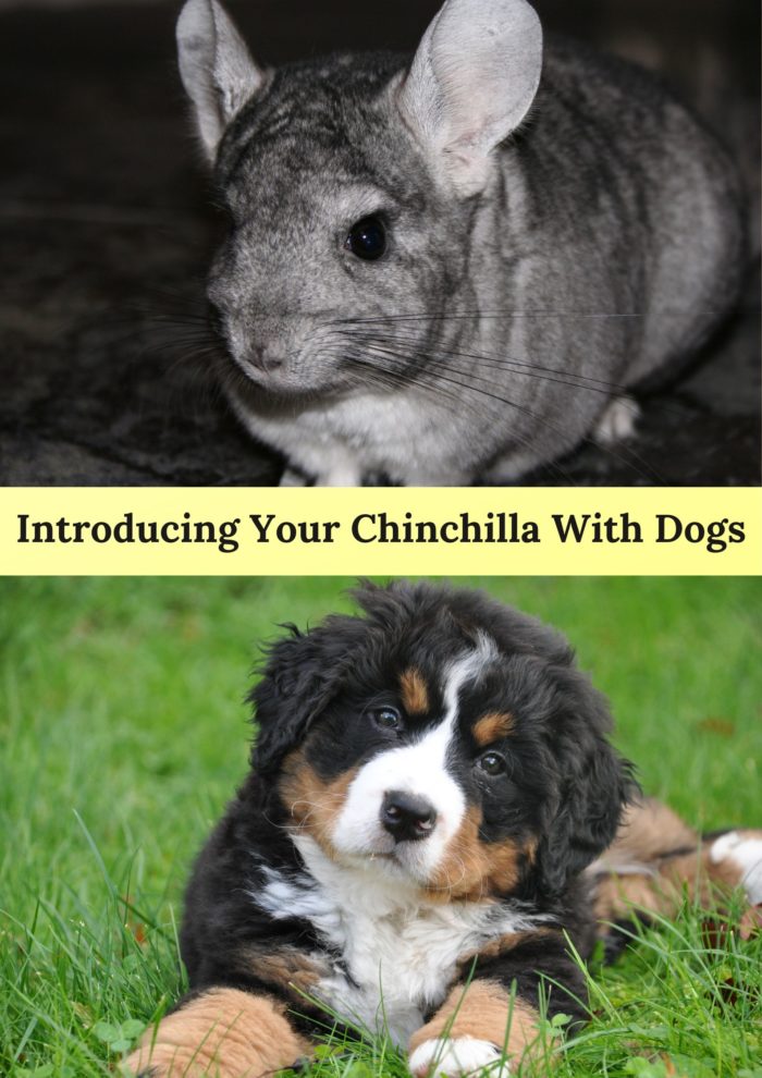 Introduce your chinchilla with dogs