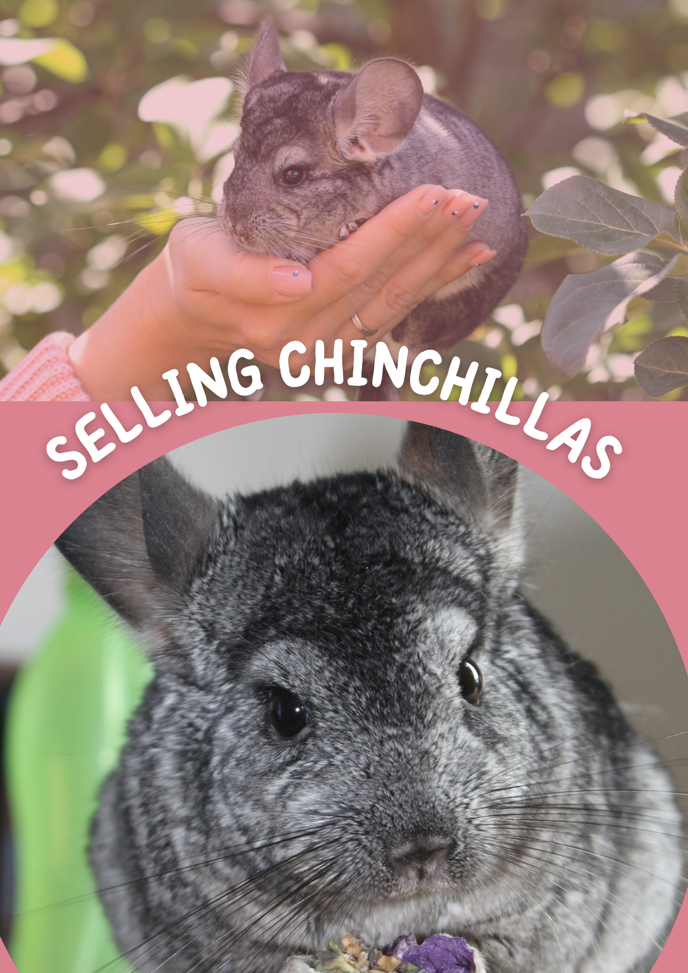 tips for Selling Chinchillas