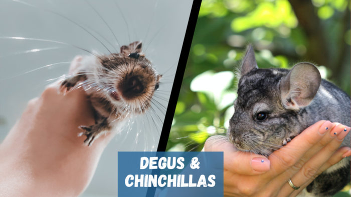 degus and chinchillas living together