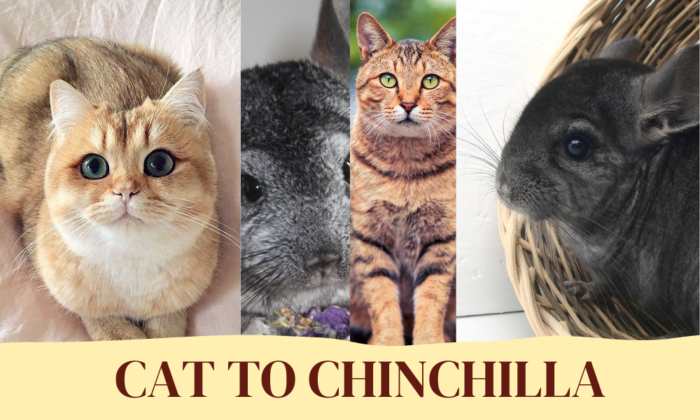Effectively Introducing Your Cat to Your Chinchilla