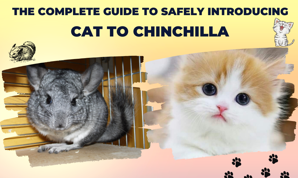 Safely Introducing cat to chinchilla