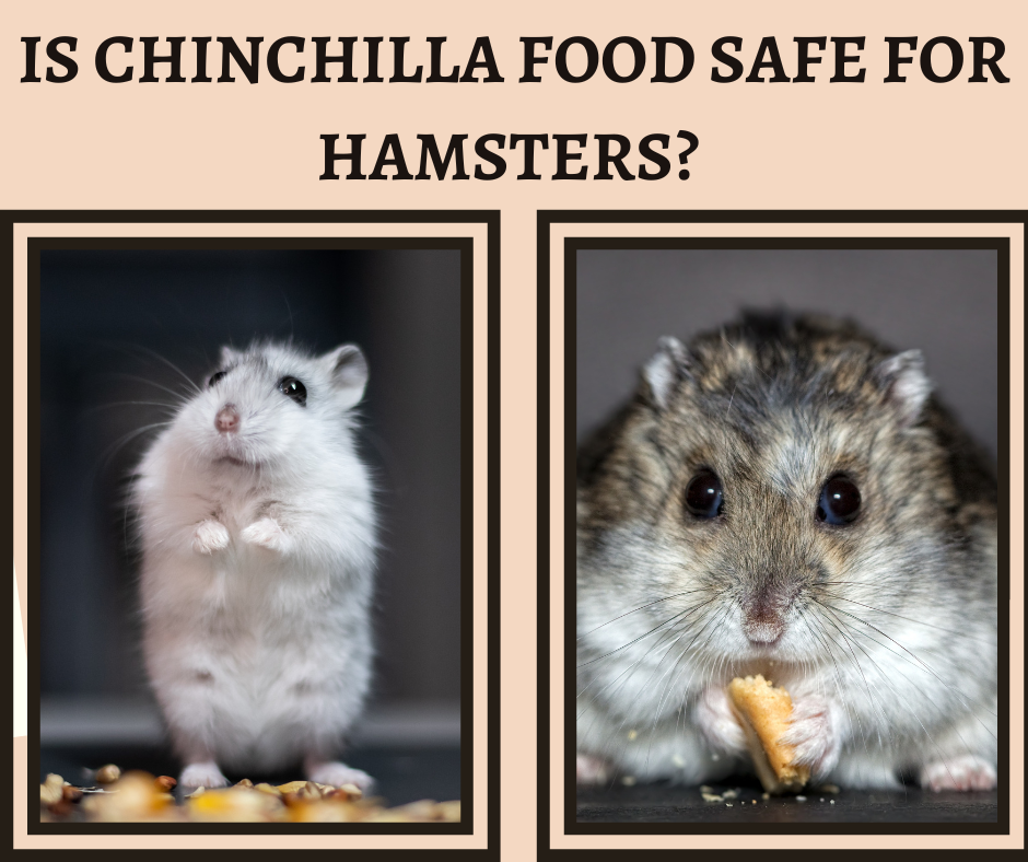Is Chinchilla Food Safe For Hamsters?