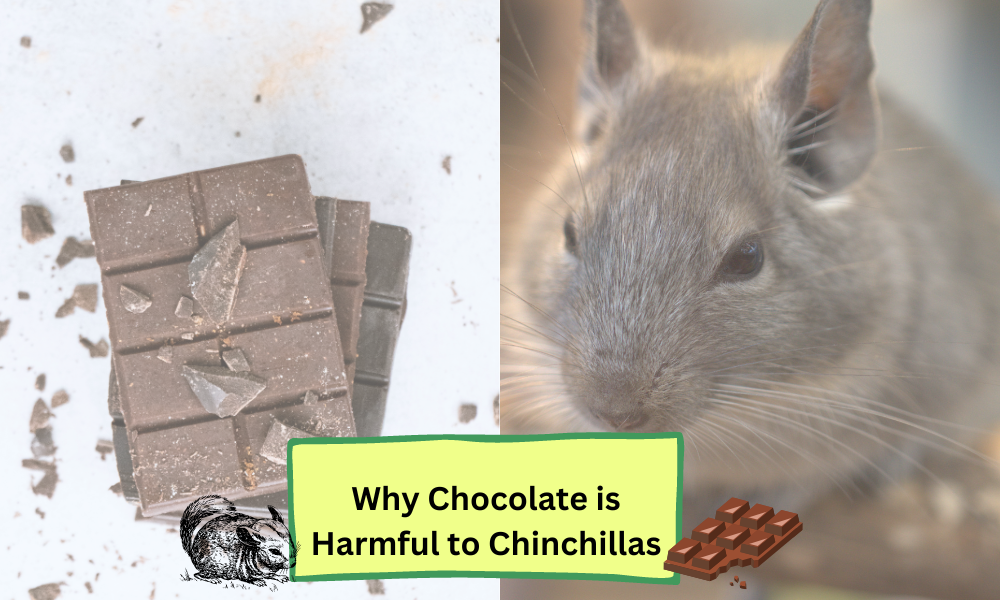 Why Chocolate is toxic to Chinchillas