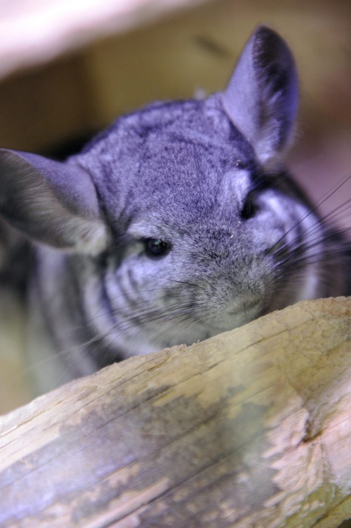 Signs Of A Dying Chinchilla