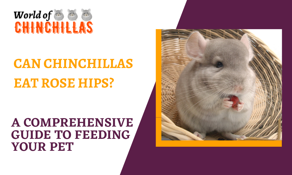Can Chinchillas Eat Rose Hips? A Comprehensive Guide to Feeding Your Pet