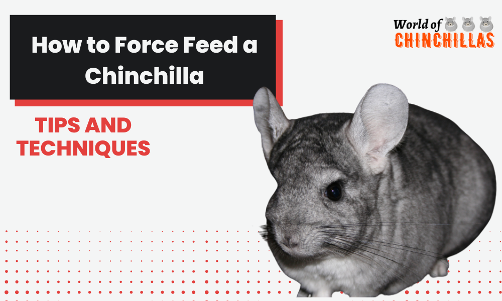 Force Feed a Chinchilla