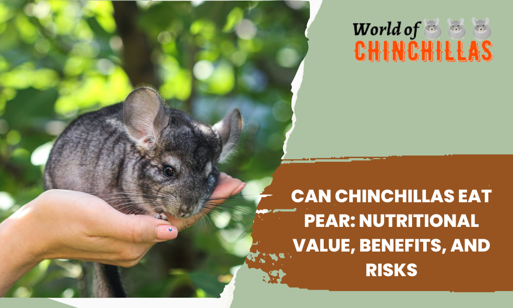 Can Chinchillas Eat Pear: Nutritional Value, Benefits, and Risks
