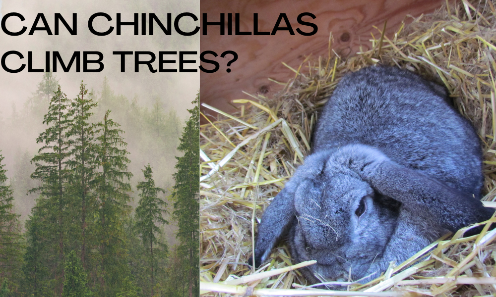 Can chinchillas climb trees?