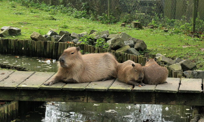 Chinchillas and Capybaras